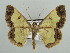  (Zamarada reflexaria - BC ZSM Lep 42849)  @14 [ ] CreativeCommons - Attribution Non-Commercial Share-Alike (2010) Axel Hausmann/Bavarian State Collection of Zoology (ZSM) SNSB, Zoologische Staatssammlung Muenchen