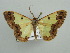  ( - BC ZSM Lep 42850)  @14 [ ] CreativeCommons - Attribution Non-Commercial Share-Alike (2010) Axel Hausmann/Bavarian State Collection of Zoology (ZSM) SNSB, Zoologische Staatssammlung Muenchen