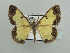  (Zamarada stallophana - BC ZSM Lep 42851)  @11 [ ] CreativeCommons - Attribution Non-Commercial Share-Alike (2010) Axel Hausmann/Bavarian State Collection of Zoology (ZSM) SNSB, Zoologische Staatssammlung Muenchen