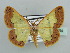  ( - BC ZSM Lep 42854)  @14 [ ] CreativeCommons - Attribution Non-Commercial Share-Alike (2010) Axel Hausmann/Bavarian State Collection of Zoology (ZSM) SNSB, Zoologische Staatssammlung Muenchen