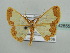  (Zamarada sp. 4 - BC ZSM Lep 42855)  @11 [ ] CreativeCommons - Attribution Non-Commercial Share-Alike (2010) Axel Hausmann/Bavarian State Collection of Zoology (ZSM) SNSB, Zoologische Staatssammlung Muenchen