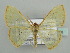  ( - BC ZSM Lep 42856)  @11 [ ] CreativeCommons - Attribution Non-Commercial Share-Alike (2010) Axel Hausmann/Bavarian State Collection of Zoology (ZSM) SNSB, Zoologische Staatssammlung Muenchen