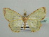  (Zamarada pinheyi - BC ZSM Lep 42857)  @14 [ ] CreativeCommons - Attribution Non-Commercial Share-Alike (2010) Axel Hausmann/Bavarian State Collection of Zoology (ZSM) SNSB, Zoologische Staatssammlung Muenchen