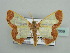  ( - BC ZSM Lep 42859)  @11 [ ] CreativeCommons - Attribution Non-Commercial Share-Alike (2010) Axel Hausmann/Bavarian State Collection of Zoology (ZSM) SNSB, Zoologische Staatssammlung Muenchen