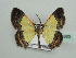 ( - BC ZSM Lep 42860)  @11 [ ] CreativeCommons - Attribution Non-Commercial Share-Alike (2010) Axel Hausmann/Bavarian State Collection of Zoology (ZSM) SNSB, Zoologische Staatssammlung Muenchen