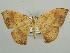  ( - BC ZSM Lep 42874)  @14 [ ] CreativeCommons - Attribution Non-Commercial Share-Alike (2010) Axel Hausmann/Bavarian State Collection of Zoology (ZSM) SNSB, Zoologische Staatssammlung Muenchen