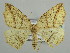  (Epigynopteryx HS07SA - BC ZSM Lep 42875)  @14 [ ] CreativeCommons - Attribution Non-Commercial Share-Alike (2010) Axel Hausmann/Bavarian State Collection of Zoology (ZSM) SNSB, Zoologische Staatssammlung Muenchen