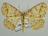  ( - BC ZSM Lep 42876)  @15 [ ] CreativeCommons - Attribution Non-Commercial Share-Alike (2010) Axel Hausmann/Bavarian State Collection of Zoology (ZSM) SNSB, Zoologische Staatssammlung Muenchen