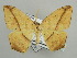  ( - BC ZSM Lep 42878)  @11 [ ] CreativeCommons - Attribution Non-Commercial Share-Alike (2010) Axel Hausmann/Bavarian State Collection of Zoology (ZSM) SNSB, Zoologische Staatssammlung Muenchen