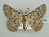  (Cabera BOLD:AAP2663 - BC ZSM Lep 42881)  @14 [ ] CreativeCommons - Attribution Non-Commercial Share-Alike (2010) Axel Hausmann/Bavarian State Collection of Zoology (ZSM) SNSB, Zoologische Staatssammlung Muenchen