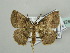  ( - BC ZSM Lep 42883)  @13 [ ] CreativeCommons - Attribution Non-Commercial Share-Alike (2010) Axel Hausmann/Bavarian State Collection of Zoology (ZSM) SNSB, Zoologische Staatssammlung Muenchen