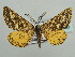  (Biclavigera uloprora - BC ZSM Lep 42893)  @11 [ ] CreativeCommons - Attribution Non-Commercial Share-Alike (2010) Axel Hausmann/Bavarian State Collection of Zoology (ZSM) SNSB, Zoologische Staatssammlung Muenchen