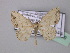  ( - BC ZSM Lep 42899)  @14 [ ] CreativeCommons - Attribution Non-Commercial Share-Alike (2010) Axel Hausmann/Bavarian State Collection of Zoology (ZSM) SNSB, Zoologische Staatssammlung Muenchen