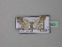  ( - BC ZSM Lep 42925)  @12 [ ] CreativeCommons - Attribution Non-Commercial Share-Alike (2010) Axel Hausmann/Bavarian State Collection of Zoology (ZSM) SNSB, Zoologische Staatssammlung Muenchen