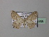  ( - BC ZSM Lep 42926)  @13 [ ] CreativeCommons - Attribution Non-Commercial Share-Alike (2010) Axel Hausmann/Bavarian State Collection of Zoology (ZSM) SNSB, Zoologische Staatssammlung Muenchen