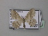  ( - BC ZSM Lep 42927)  @12 [ ] CreativeCommons - Attribution Non-Commercial Share-Alike (2010) Axel Hausmann/Bavarian State Collection of Zoology (ZSM) SNSB, Zoologische Staatssammlung Muenchen