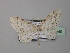  ( - BC ZSM Lep 42949)  @13 [ ] CreativeCommons - Attribution Non-Commercial Share-Alike (2010) Axel Hausmann/Bavarian State Collection of Zoology (ZSM) SNSB, Zoologische Staatssammlung Muenchen
