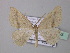  ( - BC ZSM Lep 42993)  @13 [ ] CreativeCommons - Attribution Non-Commercial Share-Alike (2010) Axel Hausmann/Bavarian State Collection of Zoology (ZSM) SNSB, Zoologische Staatssammlung Muenchen