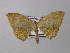  ( - BC ZSM Lep 42994)  @13 [ ] CreativeCommons - Attribution Non-Commercial Share-Alike (2010) Axel Hausmann/Bavarian State Collection of Zoology (ZSM) SNSB, Zoologische Staatssammlung Muenchen