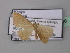  ( - BC ZSM Lep 42996)  @12 [ ] CreativeCommons - Attribution Non-Commercial Share-Alike (2010) Axel Hausmann/Bavarian State Collection of Zoology (ZSM) SNSB, Zoologische Staatssammlung Muenchen
