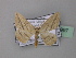  (Pseudosterrha acuta - BC ZSM Lep 42997)  @13 [ ] CreativeCommons - Attribution Non-Commercial Share-Alike (2010) Axel Hausmann/Bavarian State Collection of Zoology (ZSM) SNSB, Zoologische Staatssammlung Muenchen