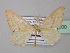  (Chlorerythra rubriplaga extenuata - BC ZSM Lep 43000)  @13 [ ] CreativeCommons - Attribution Non-Commercial Share-Alike (2010) Axel Hausmann/Bavarian State Collection of Zoology (ZSM) SNSB, Zoologische Staatssammlung Muenchen