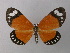 ( - BC ZSM Lep 43003)  @14 [ ] CreativeCommons - Attribution Non-Commercial Share-Alike (2010) Axel Hausmann/Bavarian State Collection of Zoology (ZSM) SNSB, Zoologische Staatssammlung Muenchen