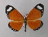  ( - BC ZSM Lep 43007)  @14 [ ] CreativeCommons - Attribution Non-Commercial Share-Alike (2010) Axel Hausmann/Bavarian State Collection of Zoology (ZSM) SNSB, Zoologische Staatssammlung Muenchen