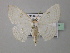  (Problepsis aegretta aegretta - BC ZSM Lep 43037)  @11 [ ] CreativeCommons - Attribution Non-Commercial Share-Alike (2010) Axel Hausmann/Bavarian State Collection of Zoology (ZSM) SNSB, Zoologische Staatssammlung Muenchen
