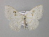  ( - BC ZSM Lep 43043)  @11 [ ] CreativeCommons - Attribution Non-Commercial Share-Alike (2010) Axel Hausmann/Bavarian State Collection of Zoology (ZSM) SNSB, Zoologische Staatssammlung Muenchen