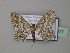  ( - BC ZSM Lep 43077)  @13 [ ] CreativeCommons - Attribution Non-Commercial Share-Alike (2010) Axel Hausmann/Bavarian State Collection of Zoology (ZSM) SNSB, Zoologische Staatssammlung Muenchen