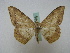  ( - BC ZSM Lep 16202)  @11 [ ] CreativeCommons - Attribution Non-Commercial Share-Alike (2010) Axel Hausmann/Bavarian State Collection of Zoology (ZSM) SNSB, Zoologische Staatssammlung Muenchen