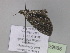  ( - BC ZSM Lep 29985)  @12 [ ] CreativeCommons - Attribution Non-Commercial Share-Alike (2010) Axel Hausmann/Bavarian State Collection of Zoology (ZSM) SNSB, Zoologische Staatssammlung Muenchen