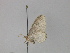  ( - BC ZSM Lep 29990)  @12 [ ] CreativeCommons - Attribution Non-Commercial Share-Alike (2010) Axel Hausmann/Bavarian State Collection of Zoology (ZSM) SNSB, Zoologische Staatssammlung Muenchen
