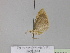  ( - BC ZSM Lep 29993)  @12 [ ] CreativeCommons - Attribution Non-Commercial Share-Alike (2010) Axel Hausmann/Bavarian State Collection of Zoology (ZSM) SNSB, Zoologische Staatssammlung Muenchen