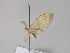  (Brabira AH01Ch - BC ZSM Lep 29994)  @12 [ ] CreativeCommons - Attribution Non-Commercial Share-Alike (2010) Axel Hausmann/Bavarian State Collection of Zoology (ZSM) SNSB, Zoologische Staatssammlung Muenchen