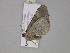 (Gagitodes costinotaria - BC ZSM Lep 29997)  @13 [ ] CreativeCommons - Attribution Non-Commercial Share-Alike (2010) Axel Hausmann/Bavarian State Collection of Zoology (ZSM) SNSB, Zoologische Staatssammlung Muenchen