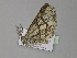  ( - BC ZSM Lep 29998)  @12 [ ] CreativeCommons - Attribution Non-Commercial Share-Alike (2010) Axel Hausmann/Bavarian State Collection of Zoology (ZSM) SNSB, Zoologische Staatssammlung Muenchen
