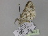  ( - BC ZSM Lep 29999)  @12 [ ] CreativeCommons - Attribution Non-Commercial Share-Alike (2010) Axel Hausmann/Bavarian State Collection of Zoology (ZSM) SNSB, Zoologische Staatssammlung Muenchen