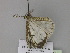  ( - BC ZSM Lep 30001)  @12 [ ] CreativeCommons - Attribution Non-Commercial Share-Alike (2010) Axel Hausmann/Bavarian State Collection of Zoology (ZSM) SNSB, Zoologische Staatssammlung Muenchen