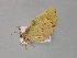  ( - BC ZSM Lep 30008)  @12 [ ] CreativeCommons - Attribution Non-Commercial Share-Alike (2010) Axel Hausmann/Bavarian State Collection of Zoology (ZSM) SNSB, Zoologische Staatssammlung Muenchen