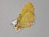  ( - BC ZSM Lep 30009)  @12 [ ] CreativeCommons - Attribution Non-Commercial Share-Alike (2010) Axel Hausmann/Bavarian State Collection of Zoology (ZSM) SNSB, Zoologische Staatssammlung Muenchen