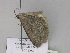  ( - BC ZSM Lep 30014)  @12 [ ] CreativeCommons - Attribution Non-Commercial Share-Alike (2010) Axel Hausmann/Bavarian State Collection of Zoology (ZSM) SNSB, Zoologische Staatssammlung Muenchen