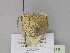  ( - BC ZSM Lep 30018)  @12 [ ] CreativeCommons - Attribution Non-Commercial Share-Alike (2010) Axel Hausmann/Bavarian State Collection of Zoology (ZSM) SNSB, Zoologische Staatssammlung Muenchen