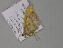  ( - BC ZSM Lep 30021)  @12 [ ] CreativeCommons - Attribution Non-Commercial Share-Alike (2010) Axel Hausmann/Bavarian State Collection of Zoology (ZSM) SNSB, Zoologische Staatssammlung Muenchen