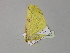  ( - BC ZSM Lep 30030)  @12 [ ] CreativeCommons - Attribution Non-Commercial Share-Alike (2010) Axel Hausmann/Bavarian State Collection of Zoology (ZSM) SNSB, Zoologische Staatssammlung Muenchen