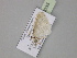  ( - BC ZSM Lep 30035)  @13 [ ] CreativeCommons - Attribution Non-Commercial Share-Alike (2010) Axel Hausmann/Bavarian State Collection of Zoology (ZSM) SNSB, Zoologische Staatssammlung Muenchen