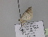  ( - BC ZSM Lep 30042)  @12 [ ] CreativeCommons - Attribution Non-Commercial Share-Alike (2010) Axel Hausmann/Bavarian State Collection of Zoology (ZSM) SNSB, Zoologische Staatssammlung Muenchen