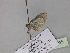  ( - BC ZSM Lep 30045)  @12 [ ] CreativeCommons - Attribution Non-Commercial Share-Alike (2010) Axel Hausmann/Bavarian State Collection of Zoology (ZSM) SNSB, Zoologische Staatssammlung Muenchen