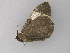  ( - BC ZSM Lep 30057)  @13 [ ] CreativeCommons - Attribution Non-Commercial Share-Alike (2010) Axel Hausmann/Bavarian State Collection of Zoology (ZSM) SNSB, Zoologische Staatssammlung Muenchen